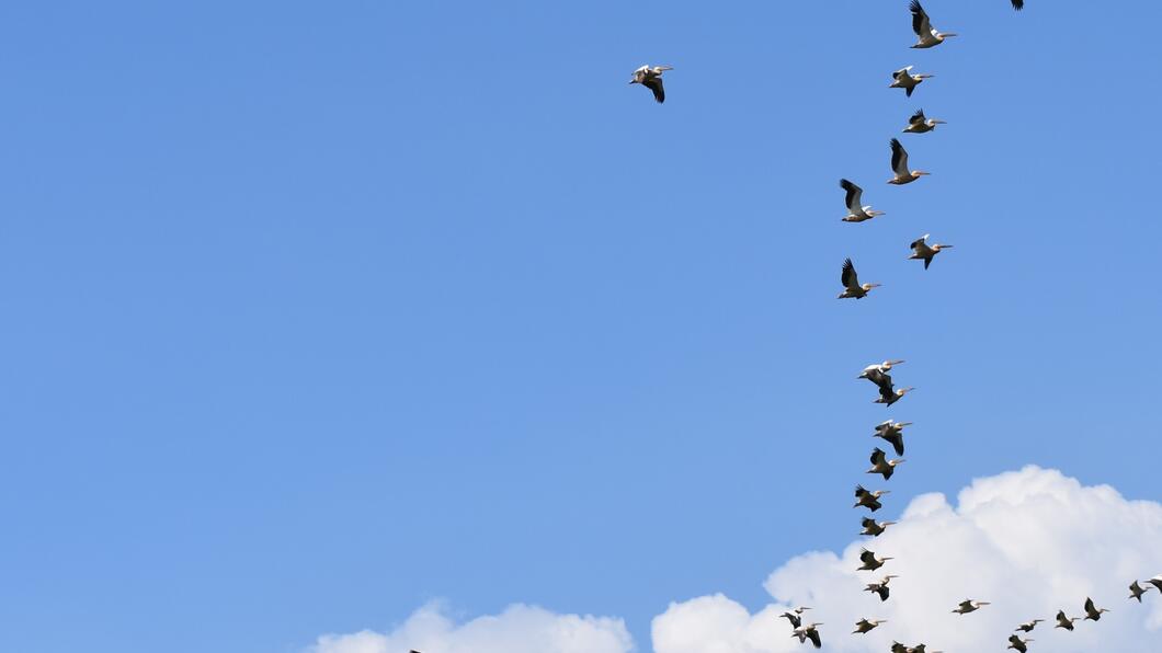 v formatie vogels