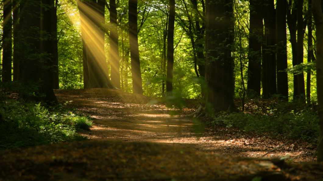 Amsterdamse Bos