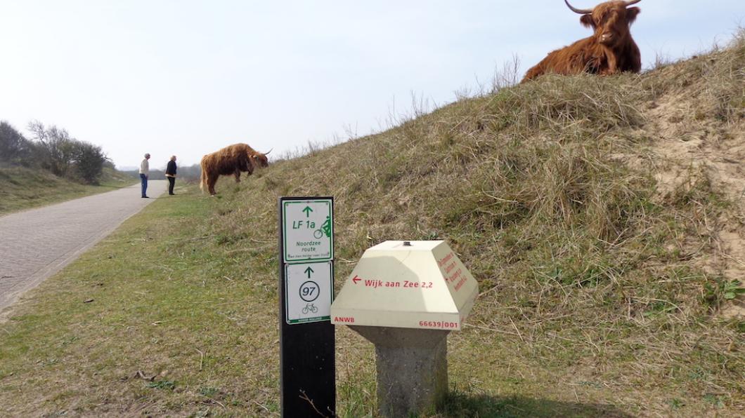 Deze heeft mijn voorkeur maar neem aan te licht.. koeien-grazen-in-duinen-egmond.jpg