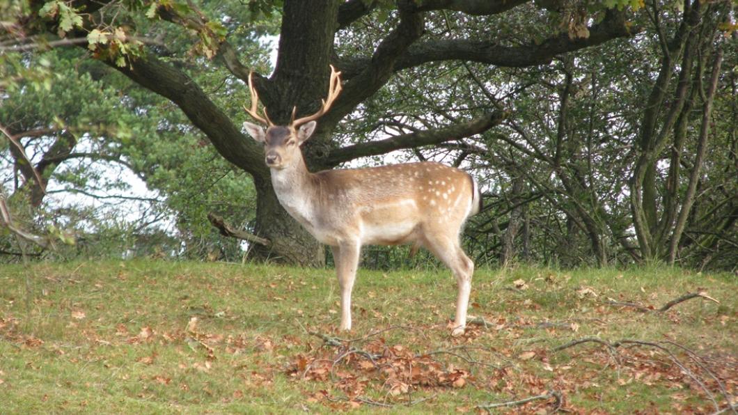 Damhert_-_Dama_dama_in_Amsterdamse_Waterleidingduinen.JPG